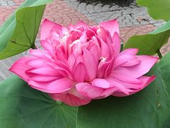 -莲花池公园