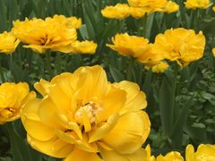 -洛阳郁金香牡丹园