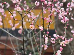 -灵顺寺