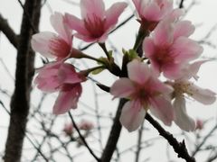 -天适樱花悠乐园