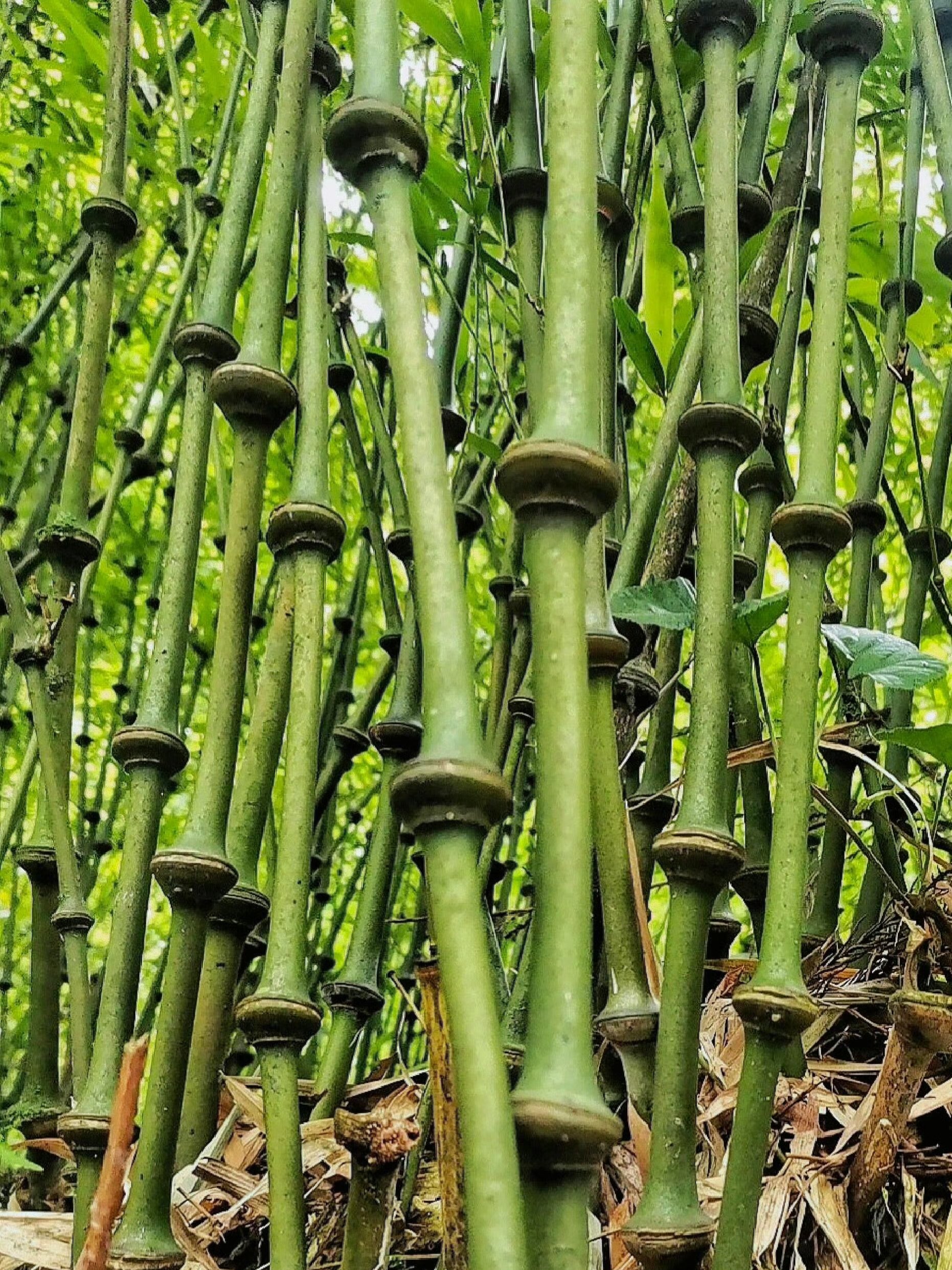 筇竹,你找到过没