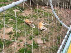 -西霞口神雕山野生动物世界