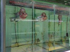 -华声天桥民俗文化园