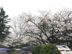 -武汉大学-樱园
