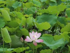 -费孝通江村纪念馆