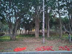 -福田红树林生态公园
