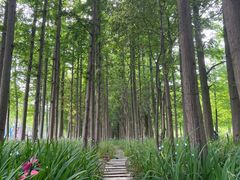 -上海长兴岛郊野公园