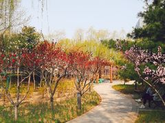 -大兴滨河森林公园