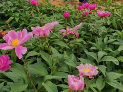 -八大山人梅湖景区