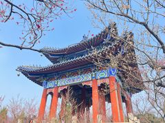 -梅花山(明孝陵内)