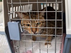 -瑞派康怡24h宠物医院·犬猫医疗中心·微创绝育(瑞景分院)