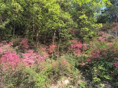 -木兰云雾山