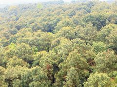 -铁山坪森林公园