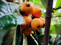 -塘栖枇杷特色园区