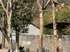 -卧龙中华大熊猫苑神树坪基地