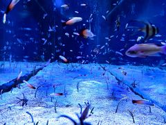 -正佳雨林生态植物园