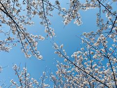 -高东镇樱花园