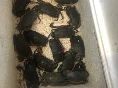 -皮蛋弟砂锅店(总店)