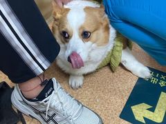 -宠颐生中康贝怡动物医院