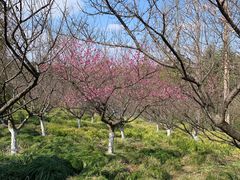 -上海海湾国家森林公园