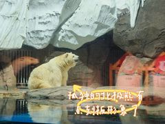 -海合安武汉极地海洋公园