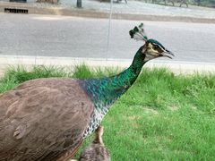 -J Create城市露营咖啡·简餐·宠物(上海动物园店)