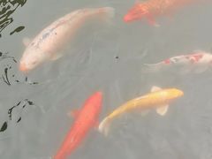 -西湖外事游船(花港观鱼码头)