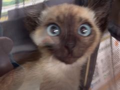 -pd派德宠物中心医院24H急重症·眼科中心·血液透析中心(嵩山北路店)