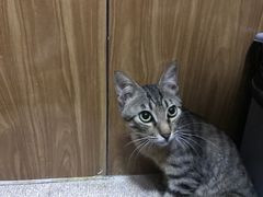 -瑞派雷欧宠物医院·24h夜诊·心脏骨科牙科·全科重症转诊中心(无影山店)