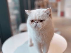 -怪兽屋·羊驼·猫咖·狗咖(俊华广场店)