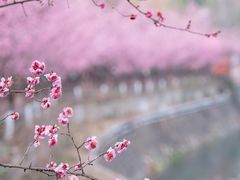 -望江楼公园