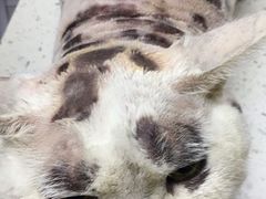 -宠颐生宠物医院·心肾内科·猫专科诊疗中心宠巢店