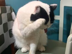 -猫小院猫主题餐厅(南锣旗舰店)