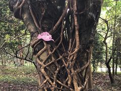 -仙芝竹尖生态园旅游景区