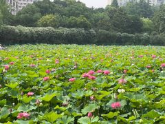 -黄兴公园