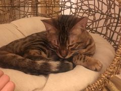 -猫腻·猫咖·撸猫馆(星光大道店)