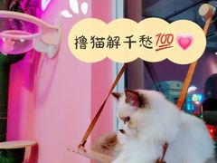 -70cat德文卷毛猫·缅因猫纯种猫舍