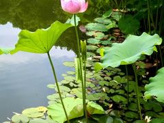 -陈家山荷花公园