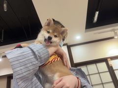 -逗柴咖啡屋·狗咖猫咖宠物桌游