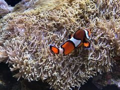 -西雅图水族馆