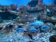 -秦皇岛新澳海底世界