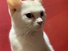 -猫色咖啡·猫咖