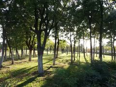 -洨河生态公园