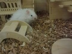-Pets First伊珊娜洗护·精致美容·家庭式寄养(新会路店)