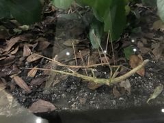 -上海昆虫博物馆