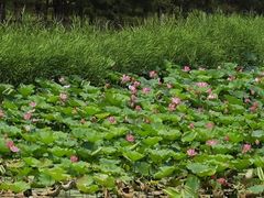 -大兴滨河森林公园