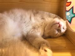 -猫咪博物馆(顶澳仔猫街店)