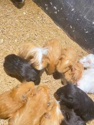 -酷嗒动物文化乐园(cutezoo西溪乐天城店)