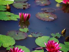 -国家植物园南园