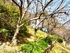 -香雪海